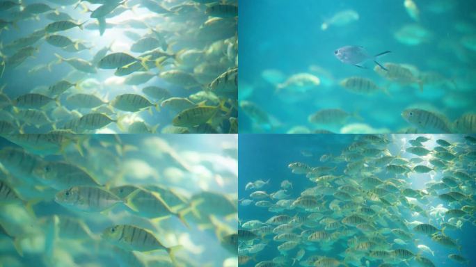 4K热带鱼群海洋馆海底世界