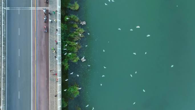 航拍喂海鸥人群