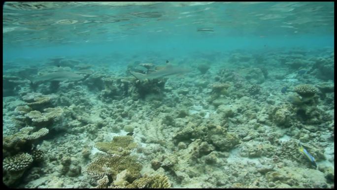黑尖鲨在各种珊瑚上游动