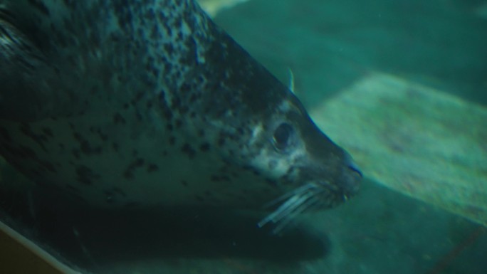 4K海豹 企鹅 海底世界 海洋馆