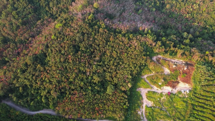 日出时山上森林中蜿蜒的道路鸟瞰图