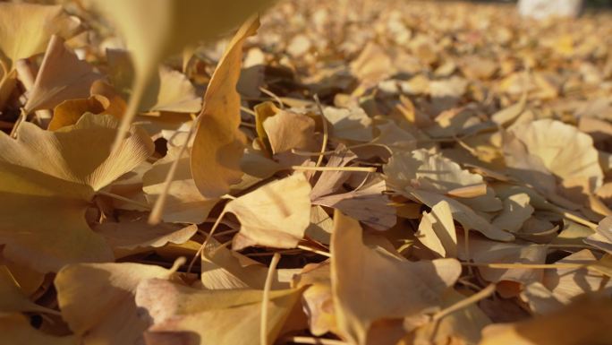 秋天银杏树落叶干枯落叶树叶堆积慢动作