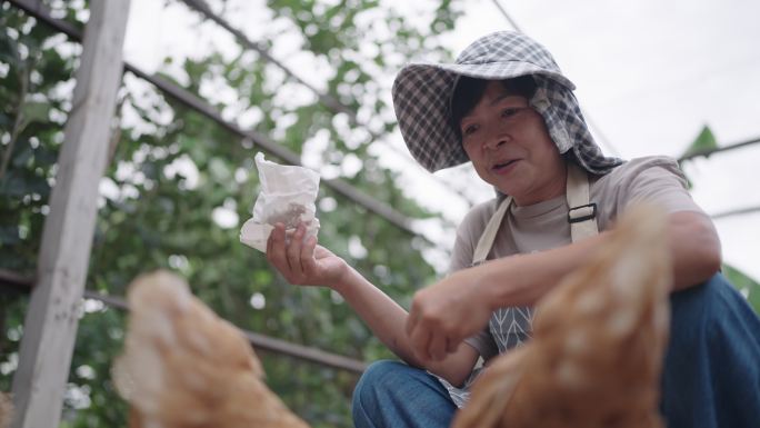 农场里照顾鸡的女人