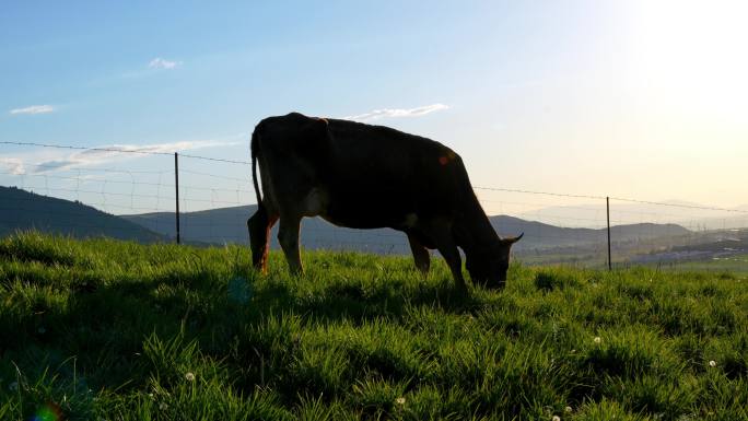 近距离拍摄牛吃草