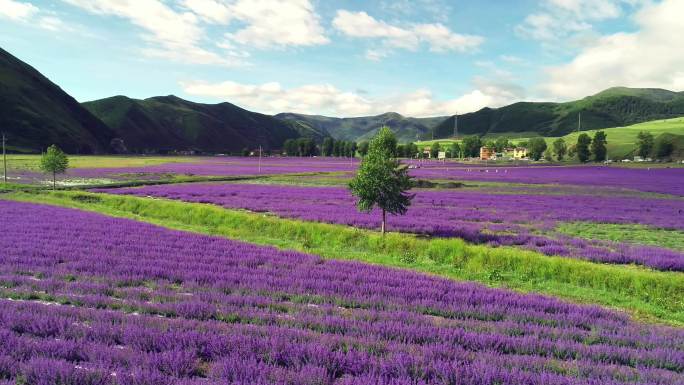 四川甘孜州新都桥薰衣草彩虹航拍素材