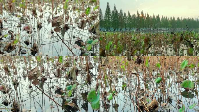 唯美残荷干枯的荷叶