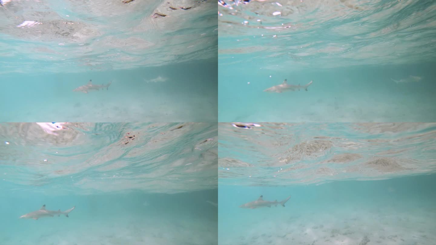 用户照片-Carcharhinus amblyrhynchos-黑尾真鲨-喵潜AI鱼类辨识 FISH ID - 你的在线鱼书