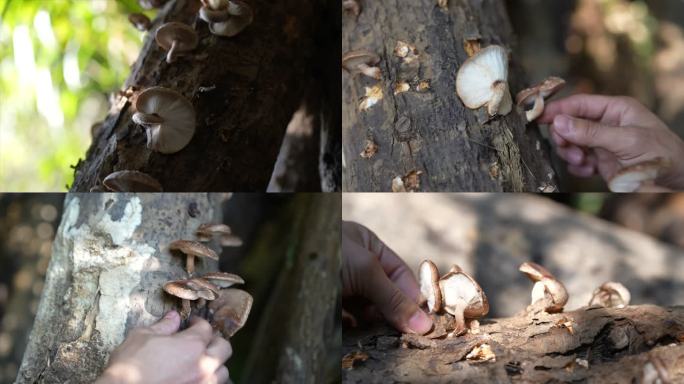 蘑菇菌菇菌子采蘑菇菌类野山菌食用菌 采摘