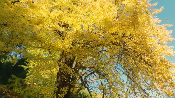 航拍金黄色银杏树底叶林飘落秋季天特写风吹