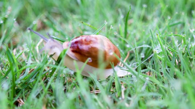 草地上的蜗牛特写草地蜗牛蜗牛特写