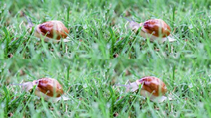 草地上的蜗牛特写草地蜗牛蜗牛特写