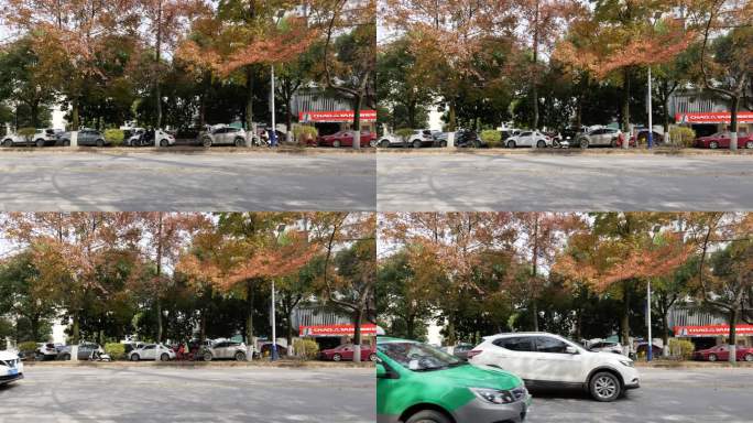 秋天城市中心道路两旁的红色枫树枫叶