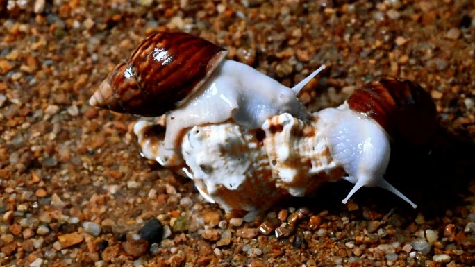 两只蜗牛在海边沙滩螺壳上爬行延时摄影