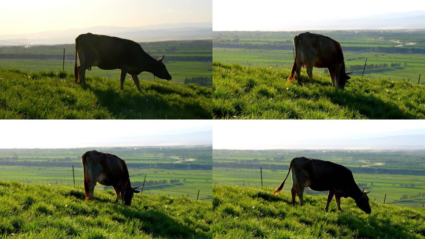 近距离牛吃草