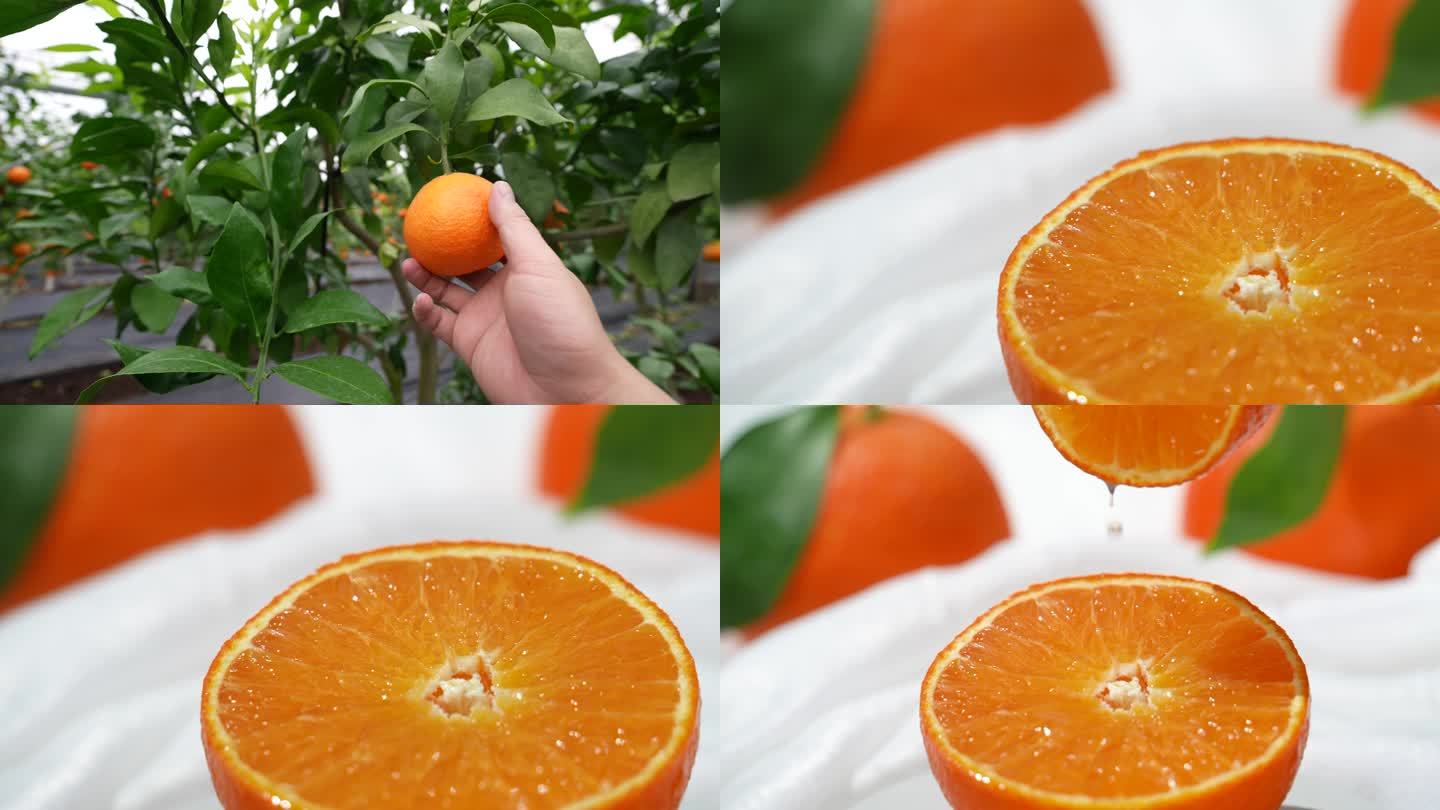 橙子柑橘电商素材