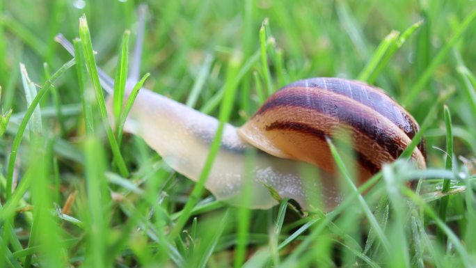 草地上的蜗牛特写躯体缓慢移动