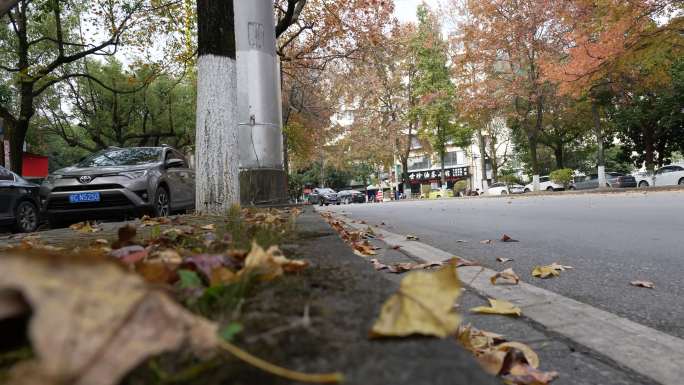 秋天城市中心道路两旁的红色枫树枫叶