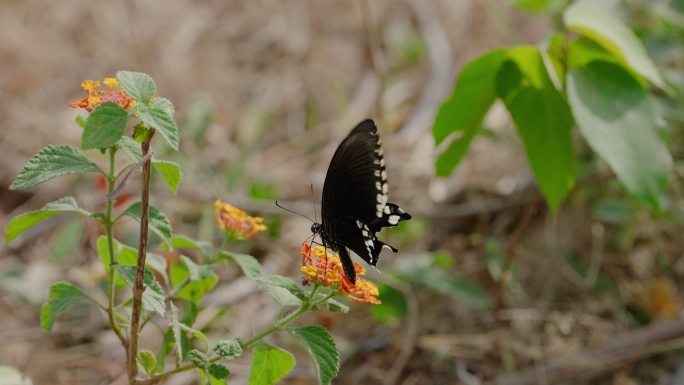 燕尾蝶从花朵中采集花蜜