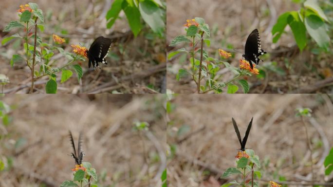 燕尾蝶从花朵中采集花蜜
