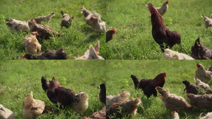 自由放养的鸡肉。有机养鸡场。（4K）