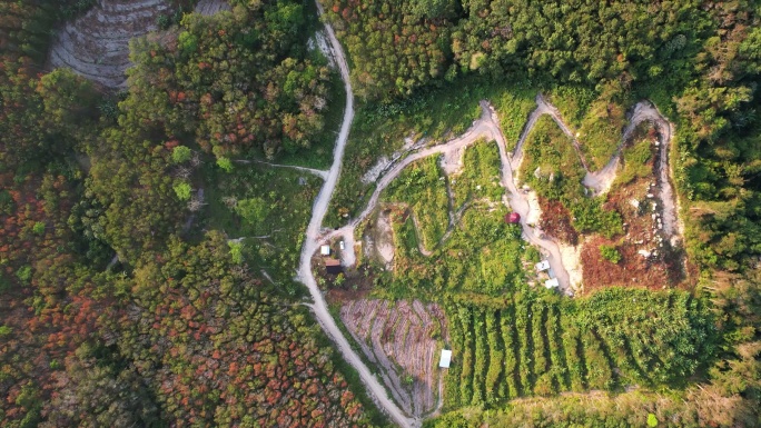 日出时山上森林中蜿蜒的道路鸟瞰图