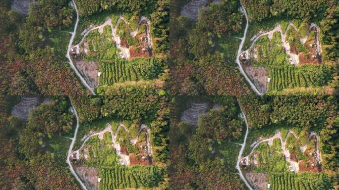 日出时山上森林中蜿蜒的道路鸟瞰图