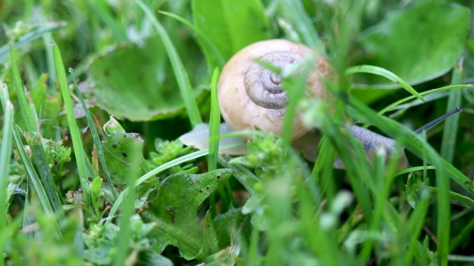 草地上的蜗牛特写蜗牛特写草地