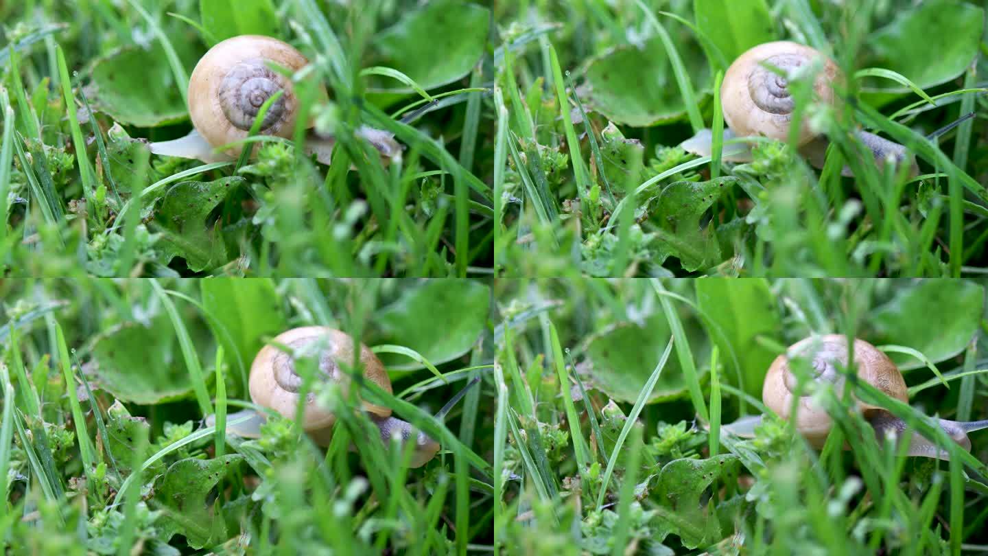 草地上的蜗牛特写蜗牛特写草地