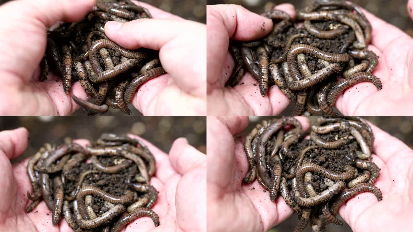 手持蚯蚓和土壤的手特写