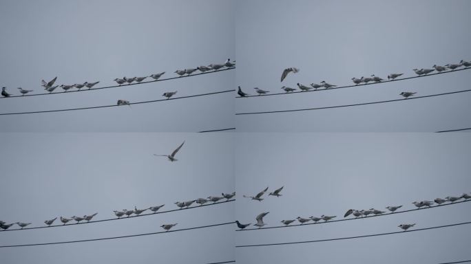 电线上栖息的鸟群-慢镜头
