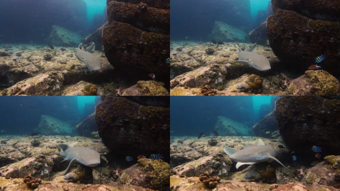礁石附近鲨鱼的水下视图