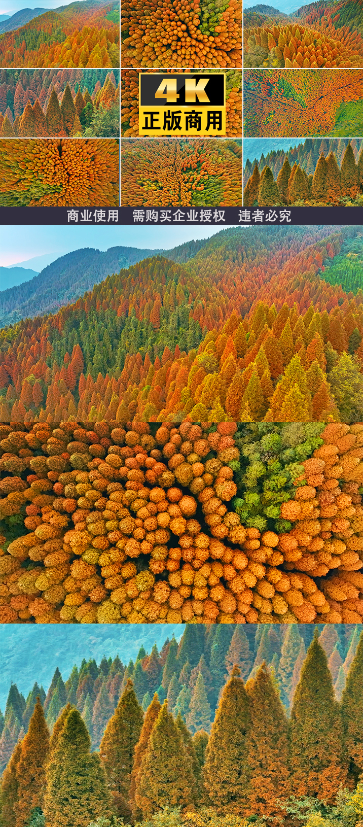 秋景秋天秋分秋季树林金秋自然红叶山枫叶