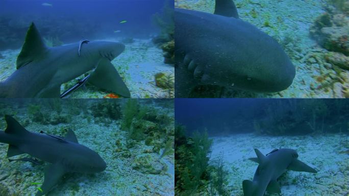 在加勒比海与护士鲨潜水-伯利兹堡礁/龙涎香礁