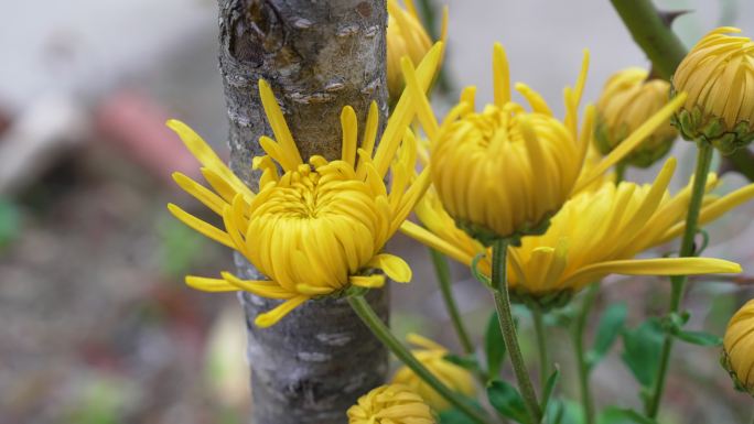 院子里的黄菊花空镜6