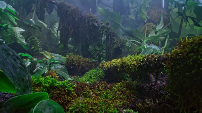 SLO MO DS树蛙跳到雨林地板上的植物上