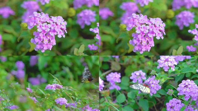 唯美视频画面春天蝴蝶飞在花丛中