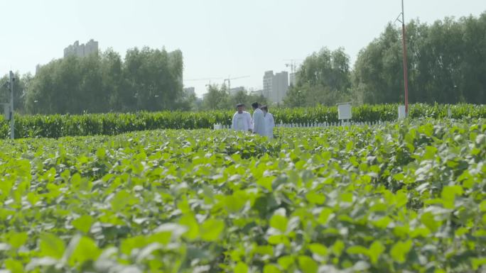 智慧乡村农艺师农学家行走观察东北大豆基地