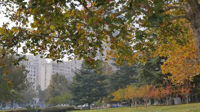 威海市政府广场秋天树叶