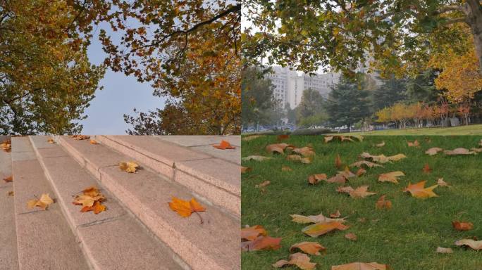 威海市政府广场秋天树叶