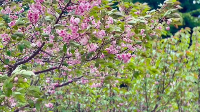 樱花树、樱花、花瓣飘落