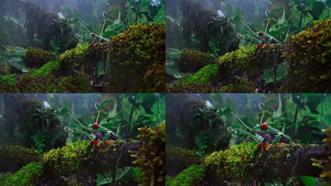 SLO MO DS红眼树蛙静静地坐在雨林中