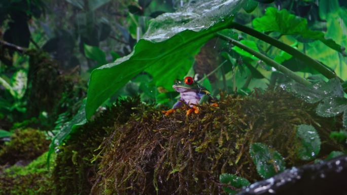 SLO MO DS红色眼睛的树蛙坐在雨林中的树叶下