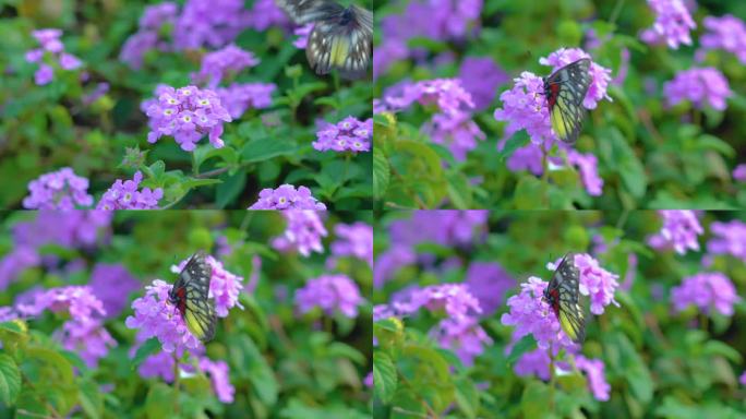 紫色鲜花蝴蝶飞舞花丛中