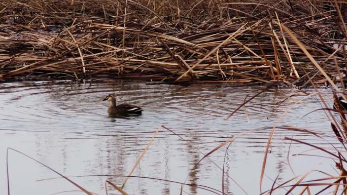初冬湿地水鸟野鸭