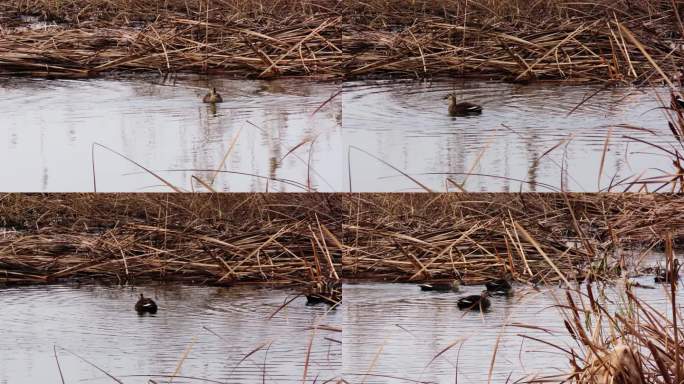 初冬湿地水鸟野鸭