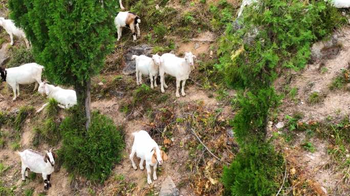 山上的山羊吃草航拍空镜1