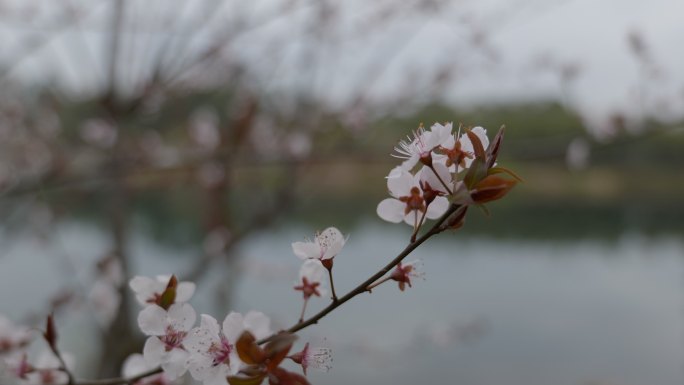 春天盛开的杏花 花朵 桃花梨花