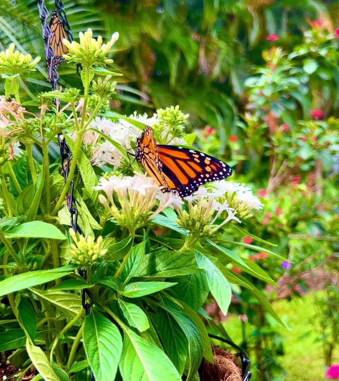 热带花园中的濒危帝王蝴蝶。