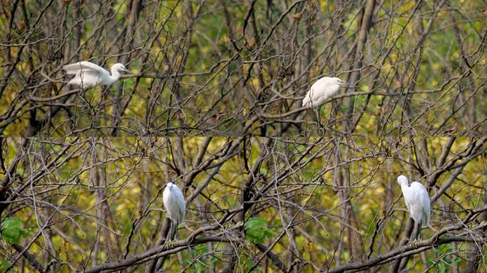 西安浐灞国家湿地公园树上小白鹭