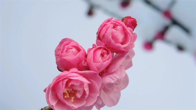 红梅花开延时摄影春天 花卉